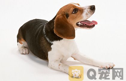 狗狗指甲的修剪和護理？